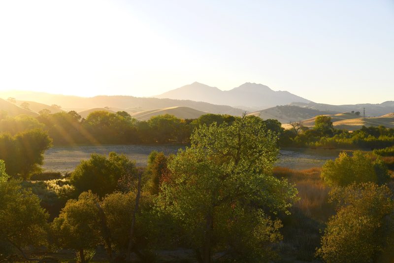 Mount Diablo's twin peaks glowing behind golden hills and oak trees at sunset.